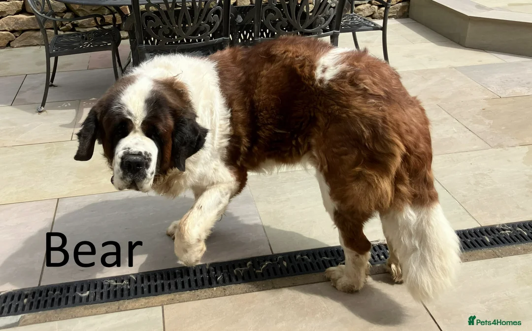 Saint Bernard dogs for sale: KC Registered Saint Bernard Pups - Advert 23