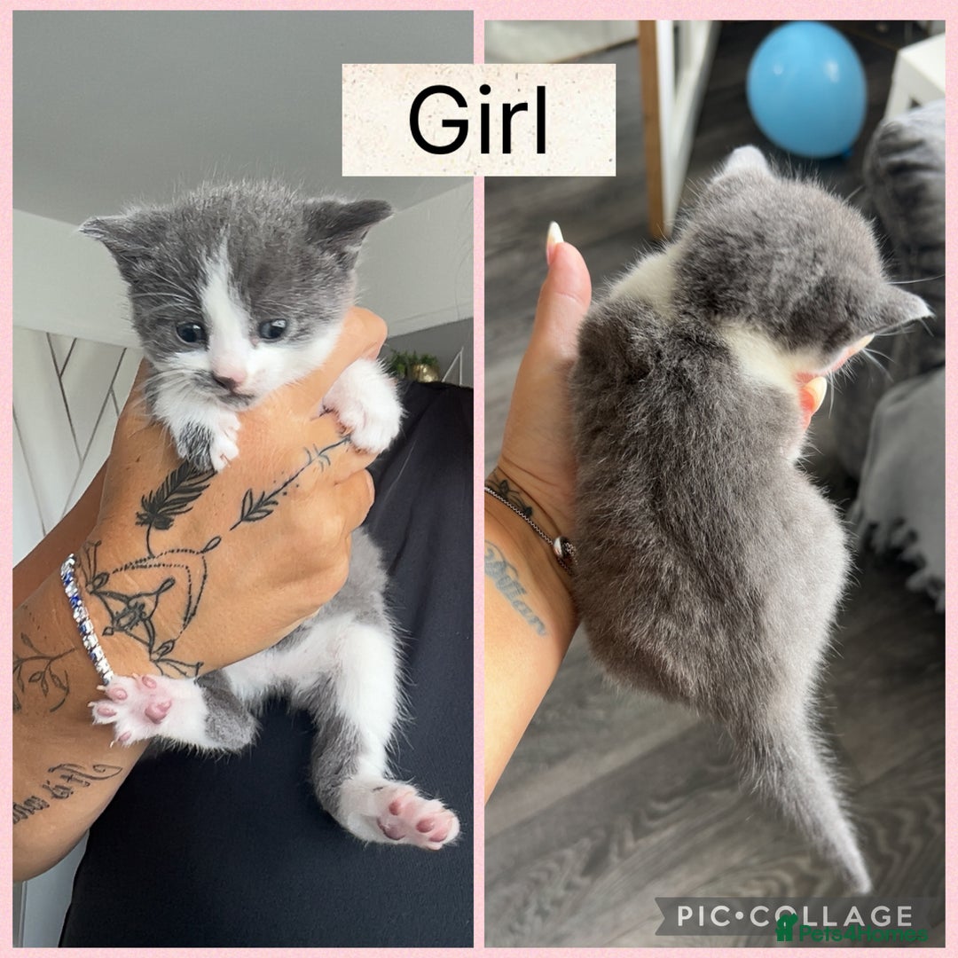 Mixed Breed cats for sale: Beautifull kitten - Image 2