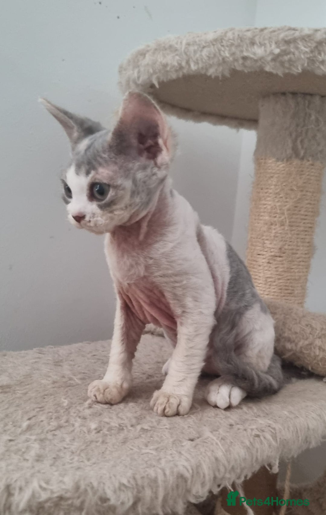 Devon Rex cats for sale: Three lovely brothers and sister - Advert 16