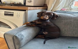 Dachshund dogs for stud: Standard smooth coat chocolate and tan dachshund - Image 6