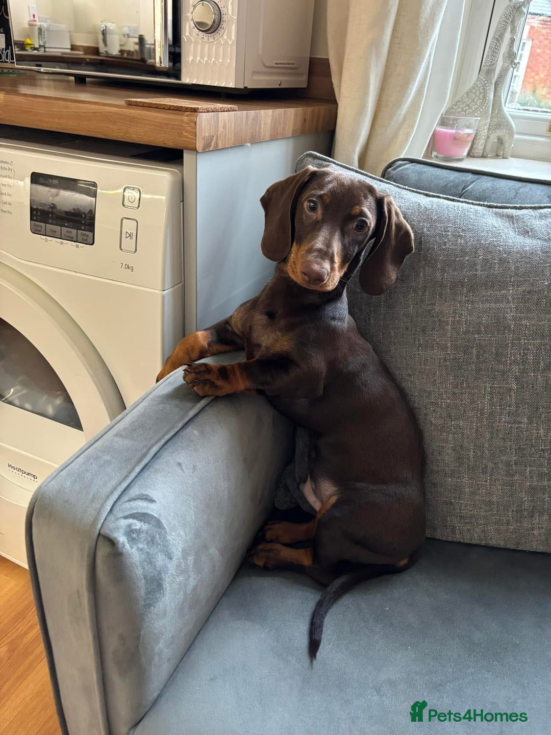 Dachshund dogs for stud: Standard smooth coat chocolate and tan dachshund - Image 6