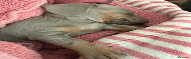 Miniature Dachshund 1