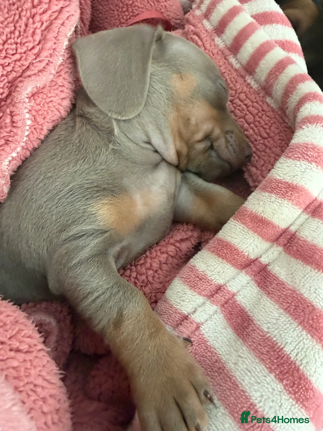Miniature Dachshund dogs for sale: Isabella mini dachshund boy in Salisbury - Advert 2