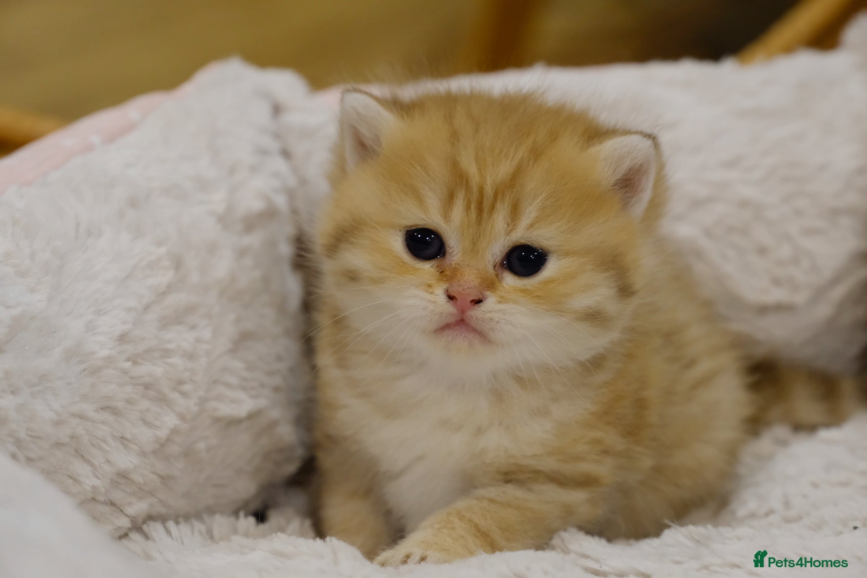 British Shorthair cats Stunning BSH golden kittens TICA  - Advert 1