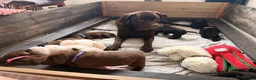 Labrador Retriever dogs for sale: Beautiful Chocolate & Black Labrador Puppies in Torquay - Advert 37