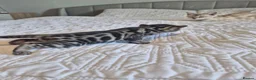 Bengal cats for sale: Supreme Apb Gene & Health Tested Bengal Kittens - Advert 13