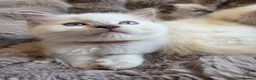 Ragdoll cats for sale: 🏆GCCF REG. EXTENSIVELY TESTED RAGDOLL KITTENS 🌟 - Advert 8