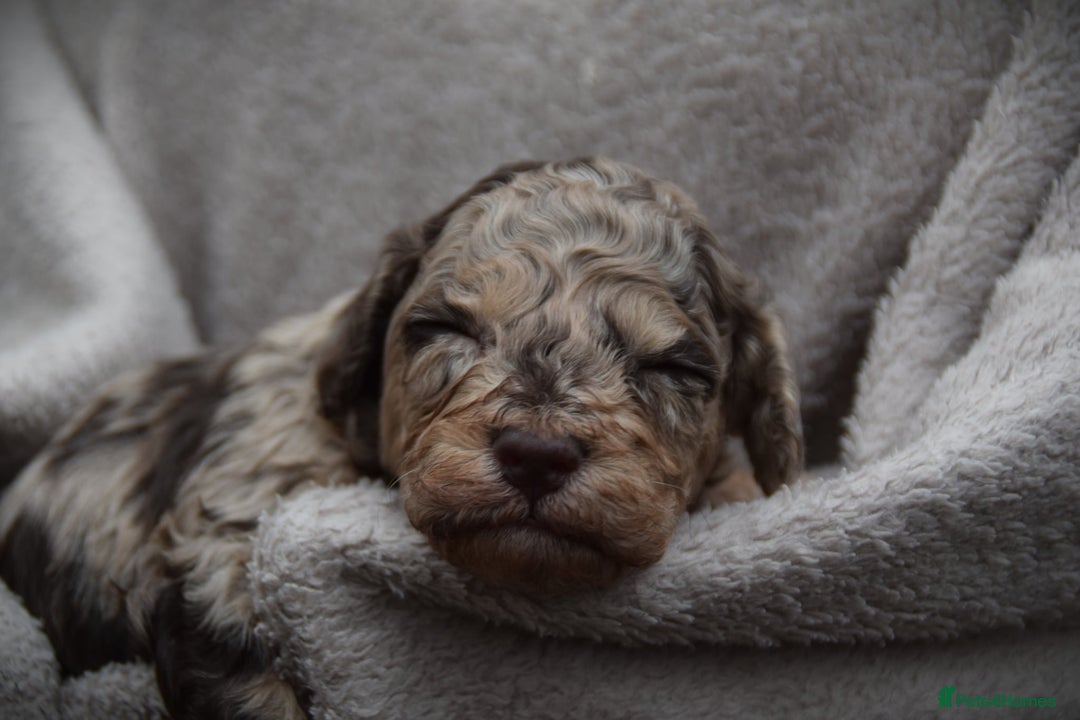 Cockapoo dogs for sale: American cockapoos (yankydoodles)  - Advert 22