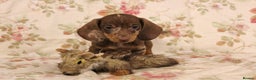 Dachshund dogs for sale: 🌿 Ultimate Miniature Dachshunds 🌿 - Advert 7