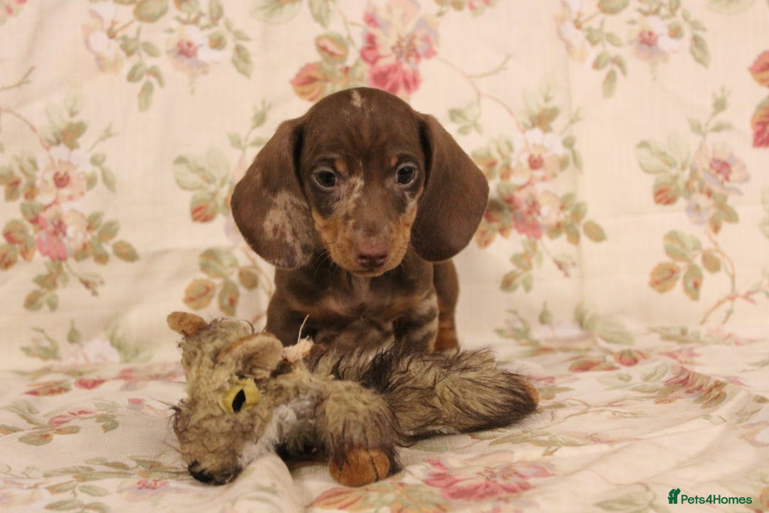 Dachshund dogs for sale: 🌿 Ultimate Miniature Dachshunds 🌿 - Advert 7