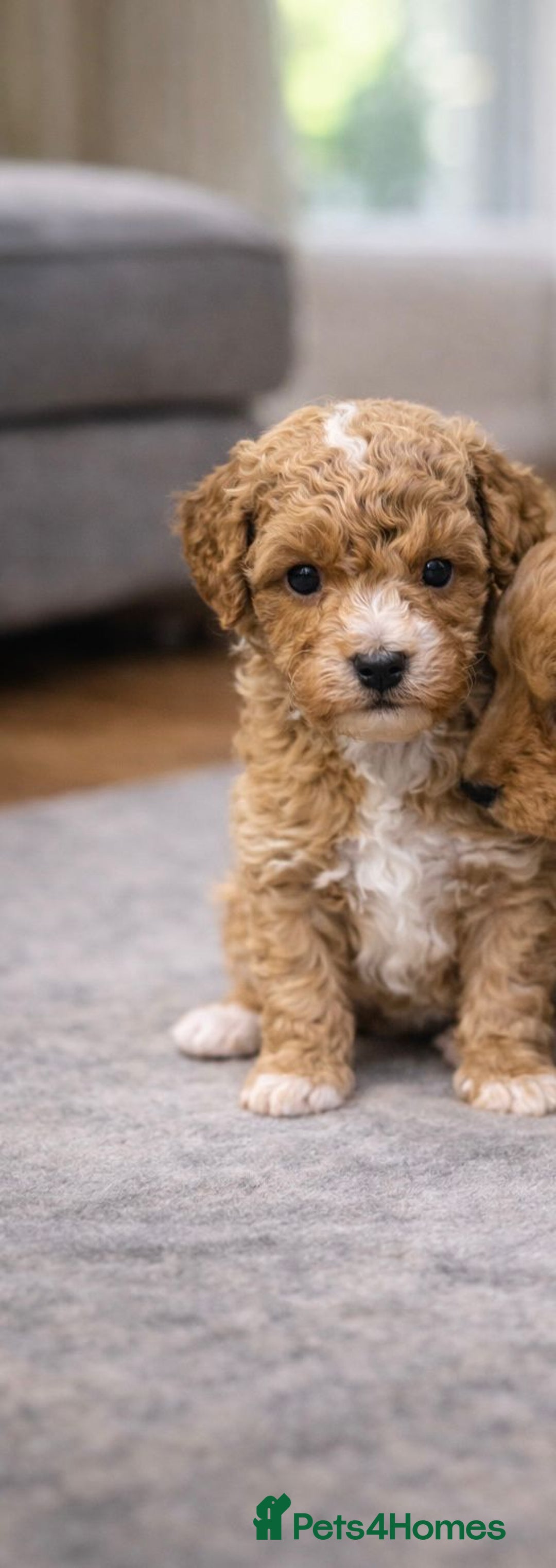 Maltipoo dogs for sale: Tiny Koreans maltipoo  - Advert 6