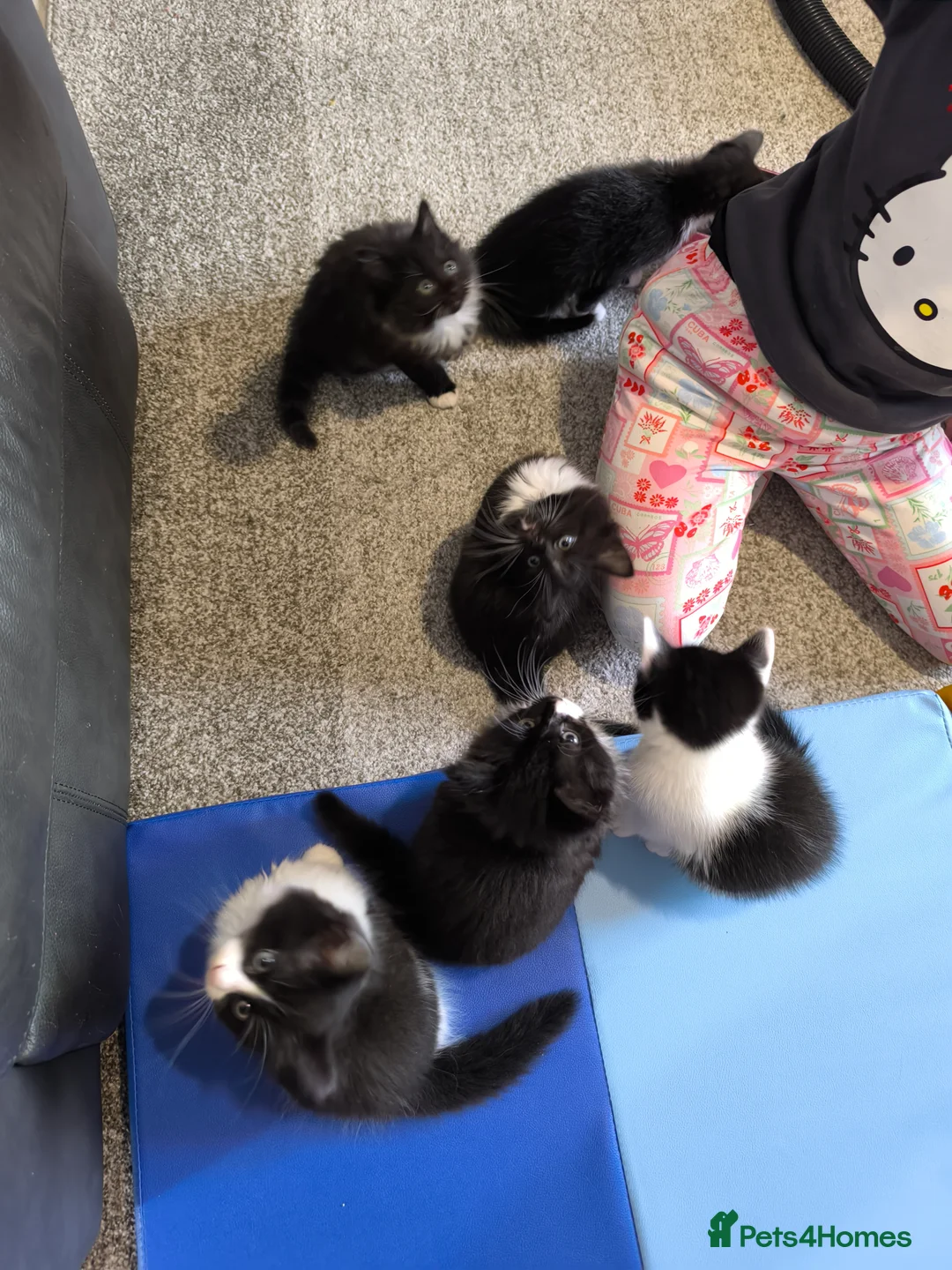 Mixed Breed cats for sale: Long and short hair kittens available now  - Advert 17