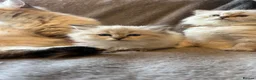 Siberian cats for sale: TICA Registered Siberian Kittens  - Advert 5