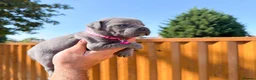Staffordshire Bull Terrier dogs for sale: Solid Blue staffs short & stocky Type  - Advert 8