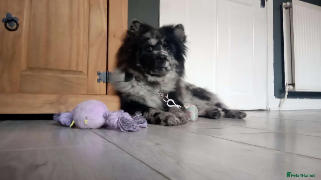Chow Chow dogs for stud: For stud  - Advert 4