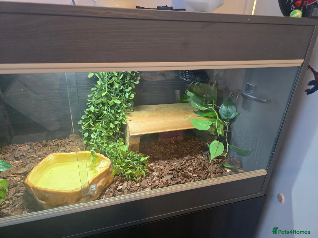 Python Snake reptiles for sale: 4ft maxi vivarium full setup PLEASE READ - Advert 3