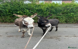 Donkey livestock for sale: 5 year old gelding donkeys  - Image 6