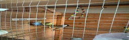 Budgerigars birds for sale: Beautiful young budgies  - Advert 5