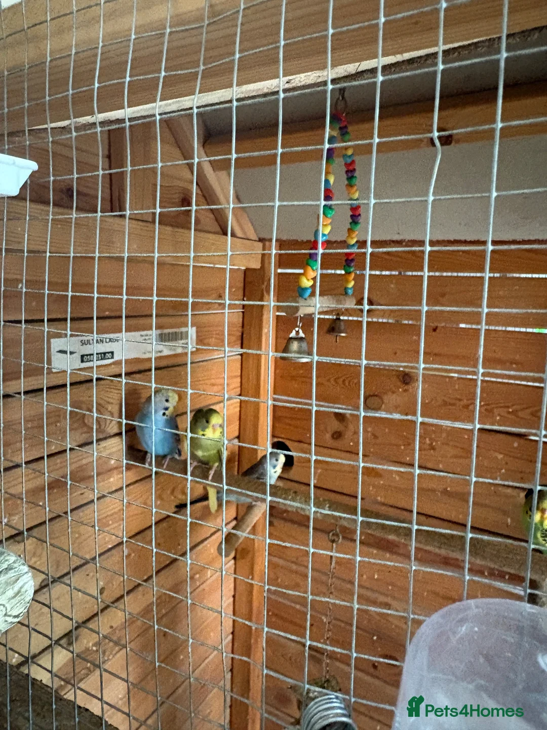 Budgerigars birds for sale: Beautiful young budgies  - Advert 5
