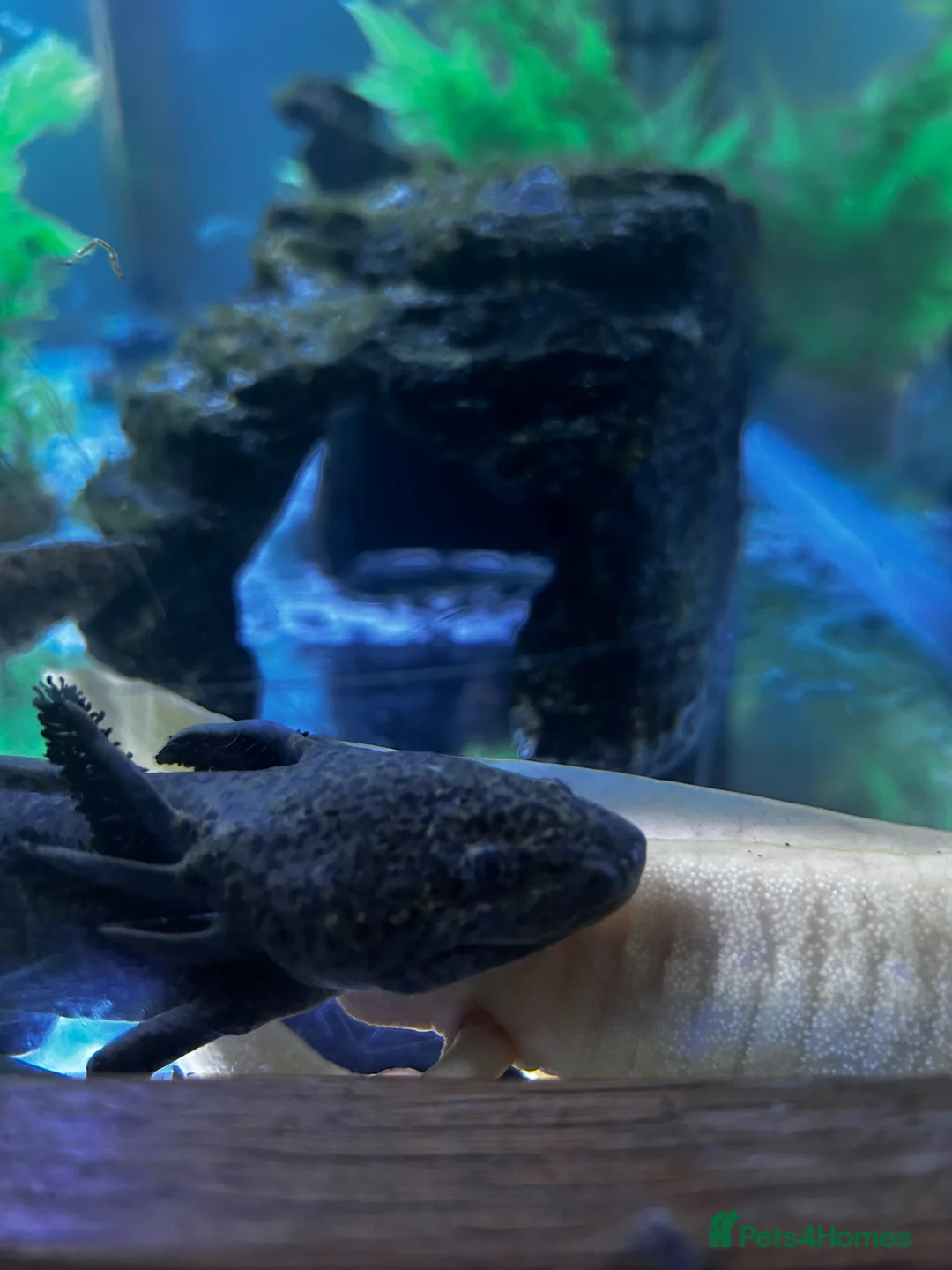 Axolotl reptiles for sale: Male and female with their baby in Warminster - Advert 6