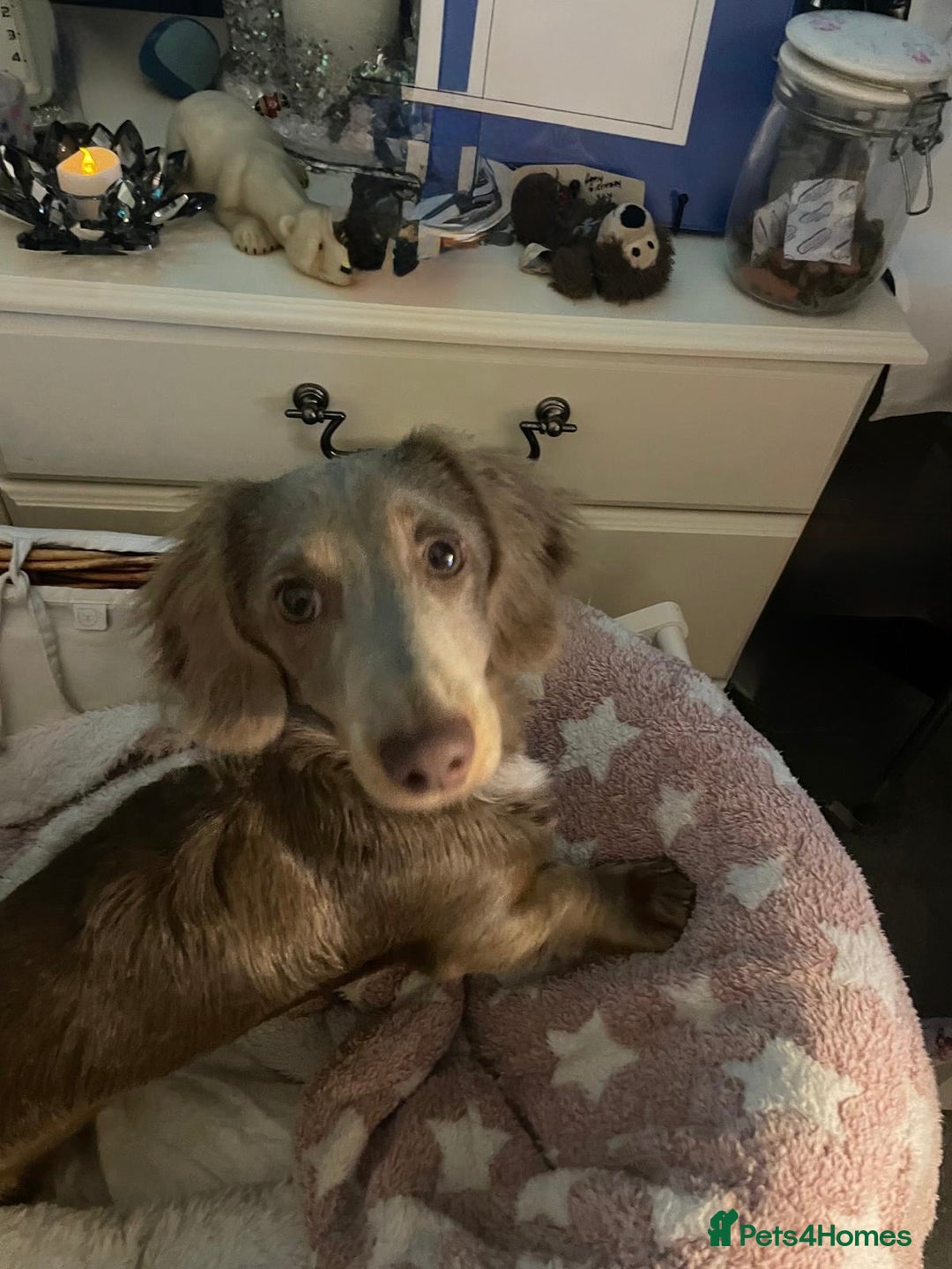 Miniature Dachshund dogs for sale: 17 months KC reg Isabella Lilac male LC dachshund  - Advert 2