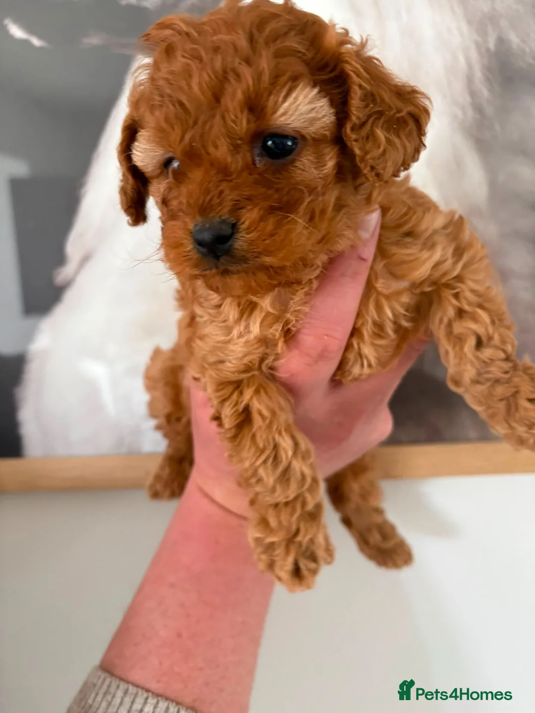 Cavapoo dogs for sale: Stunning F1b puppy in Chesterfield - Advert 2