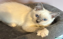 Ragdoll cats for sale: Ready Now. Stunning GCCF Pure Bred Ragdoll kittens - Image 38
