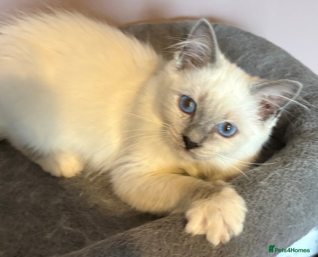 Ragdoll cats for sale: Ready Now. Stunning GCCF Pure Bred Ragdoll kittens - Image 38