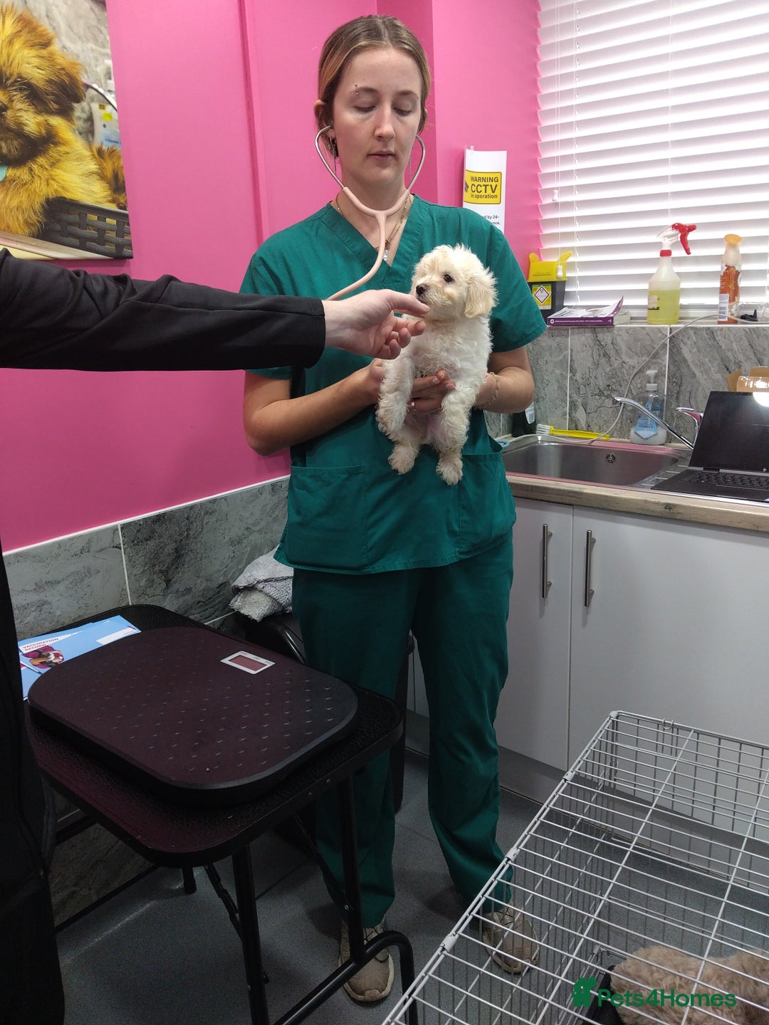 Poochon dogs for sale: Poochons💥 2 Beauties READY TO LEAVE NOW 💥  - Image 35