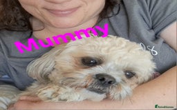 Shihpoo dogs for sale: Shihpoo Shih Tzu x Poodle (Shoodle) Puppies - Image 19