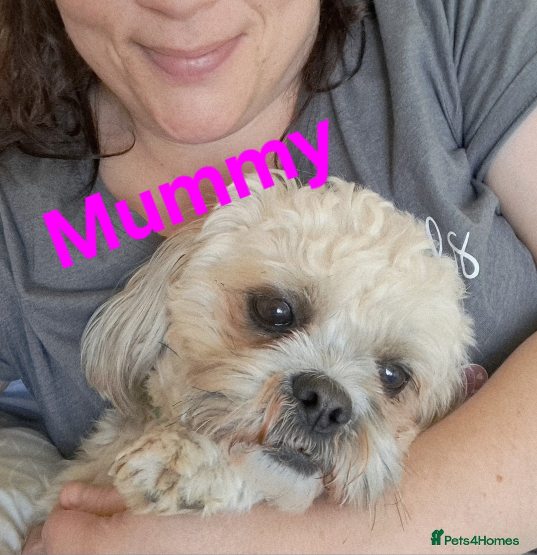 Shihpoo dogs for sale: Shihpoo Shih Tzu x Poodle (Shoodle) Puppies - Image 19