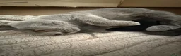 British Shorthair cats for sale: DNA health tested BSH kittens  - Advert 8