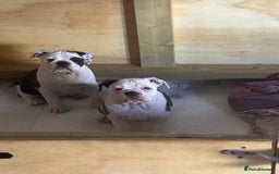 Olde English Bulldogge dogs for sale: Last 2 baby girls left  - Image 2