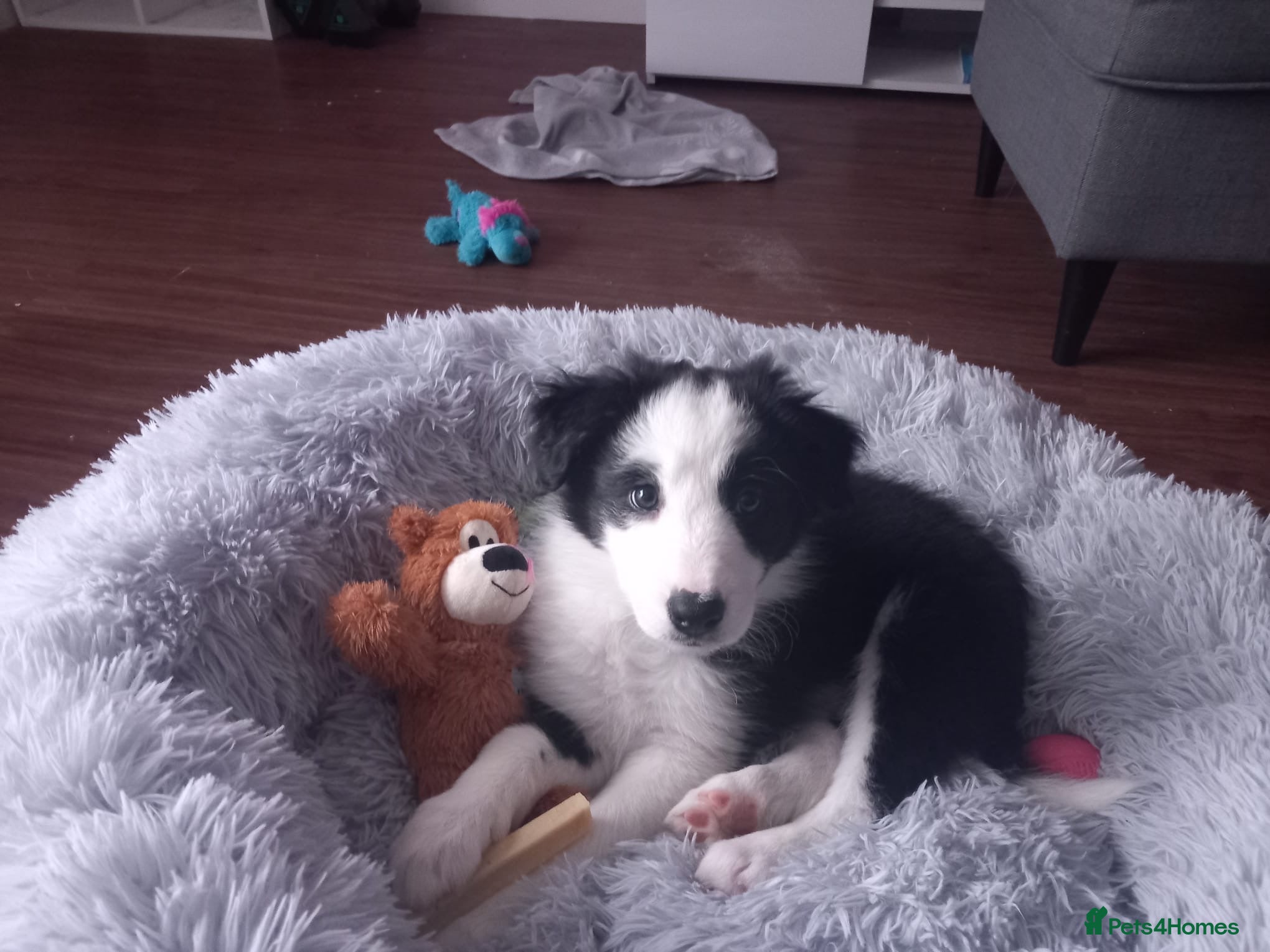 Border Collie dogs Classic Long Coated B&W Border Collie Boy Pup - Advert 1