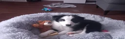 Border Collie dogs for sale: Classic Long Coated B&W Border Collie Boy Pup - Advert 1