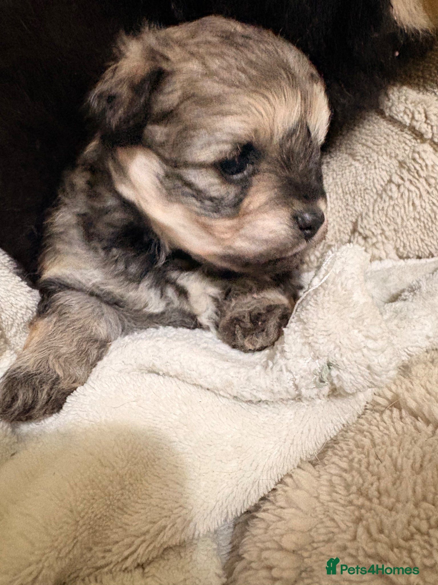 Mixed Breed dogs Pomapoo - Advert 13