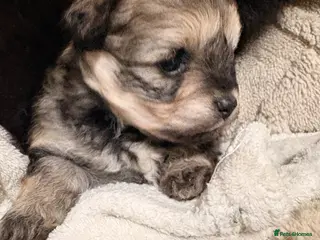 Mixed Breed dogs Pomapoo - Advert 13