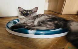 Norwegian Forest Cat cats for sale: Full FIFe pedigree Norwegian Forest Kittens  in Normanton - Image 38