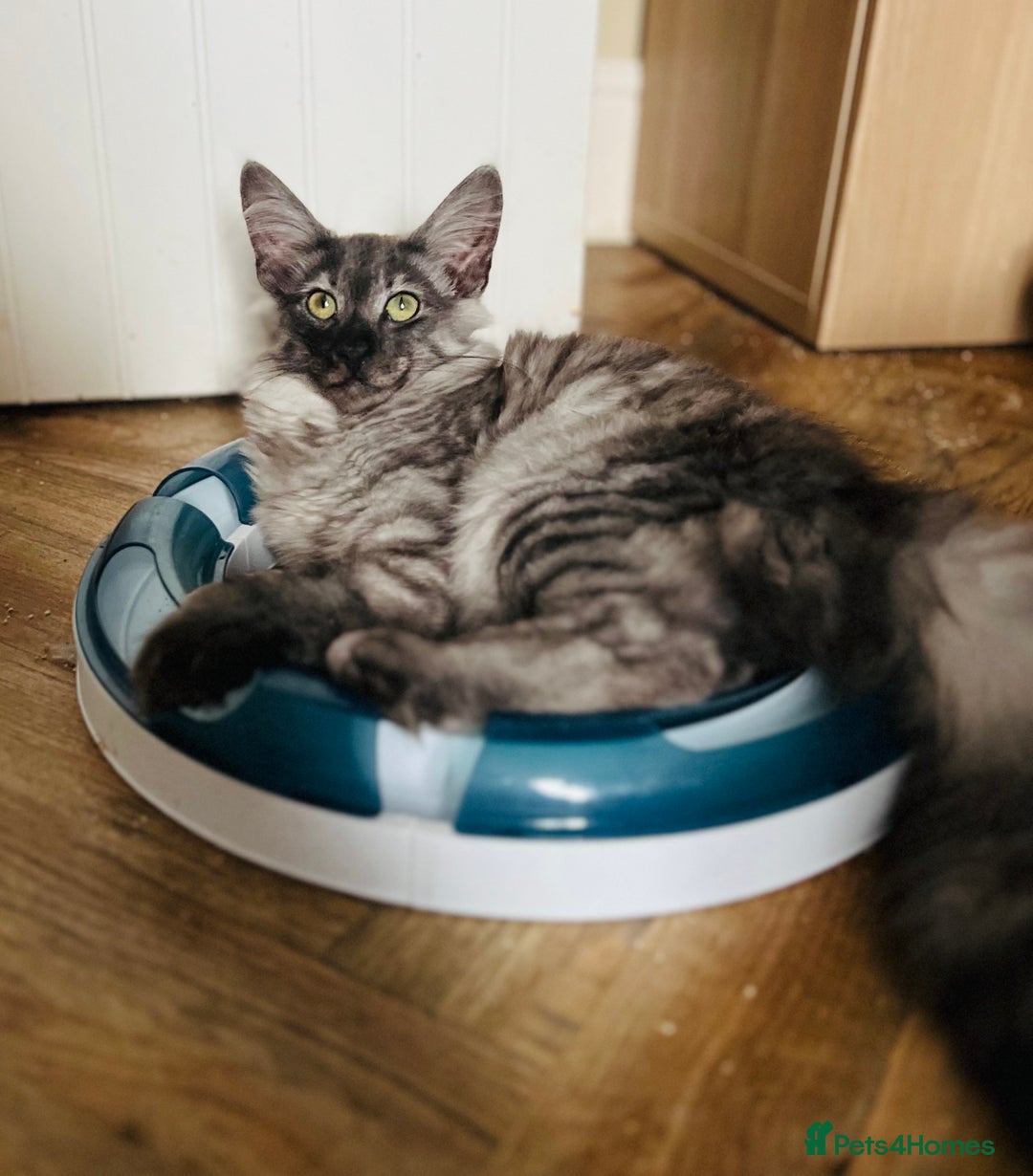 Norwegian Forest Cat cats for sale: Full FIFe pedigree Norwegian Forest Kittens  in Normanton - Image 38
