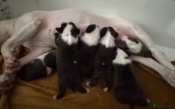 English Bull Terrier dogs for sale: English bull terrier puppies  - Image 2