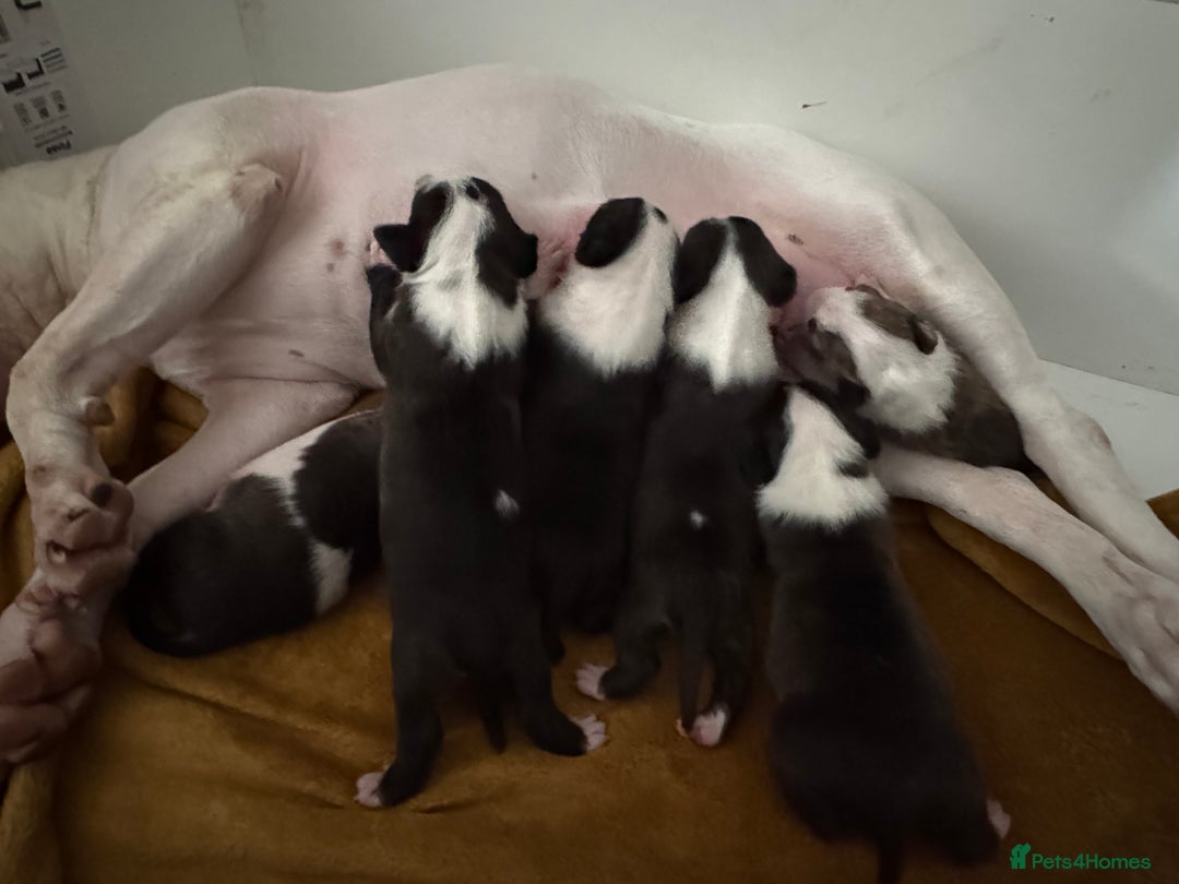 English Bull Terrier dogs for sale: English bull terrier puppies  - Image 2