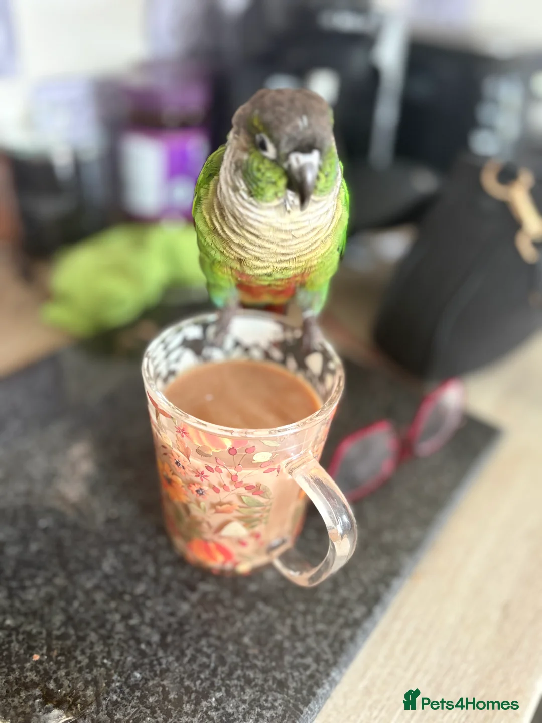 Conures birds for sale: Green cheek conure - Advert 2