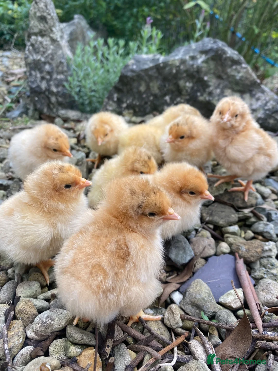 Chickens poultry for sale: Baby Chicks, Hatching eggs & Ducklings  - Advert 16