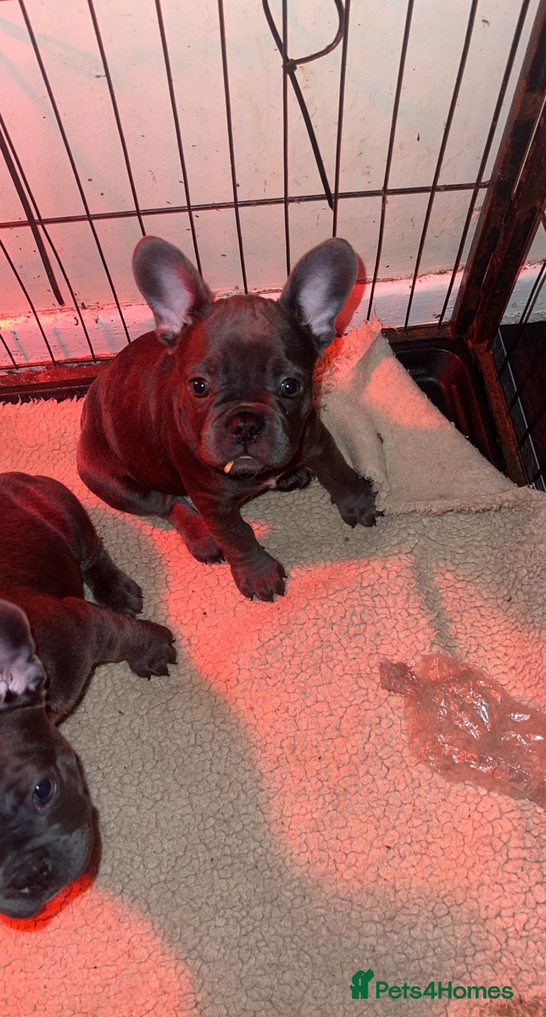 French Bulldog dogs for sale: French bulldog puppys  - Advert 11
