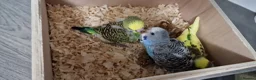 Budgerigars birds for sale: Budgie for sale - Advert 7