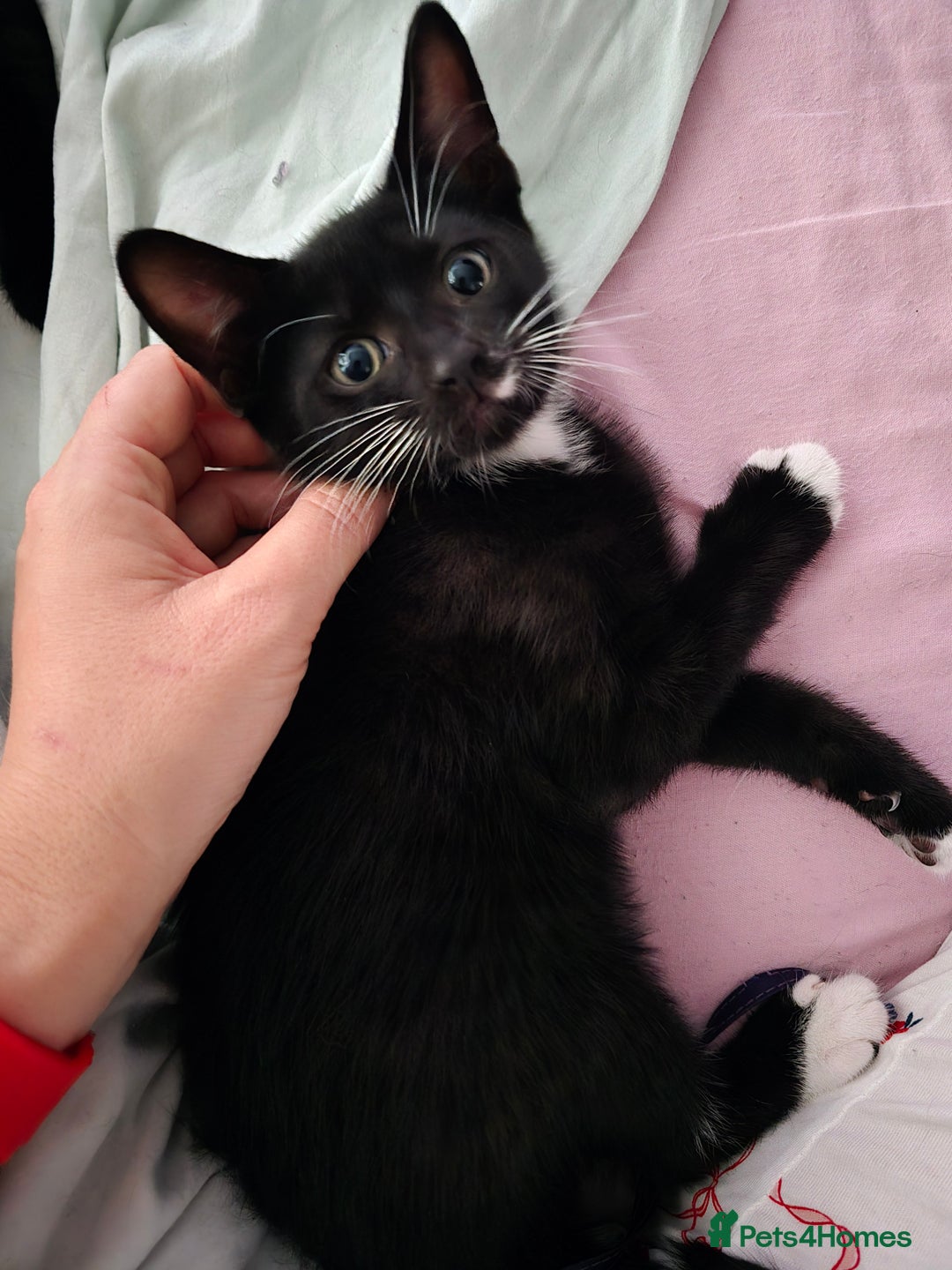 Domestic Shorthair cats for sale: 🐾Fully Vaccinated microchipped kitten BOY🐾 - Image 6