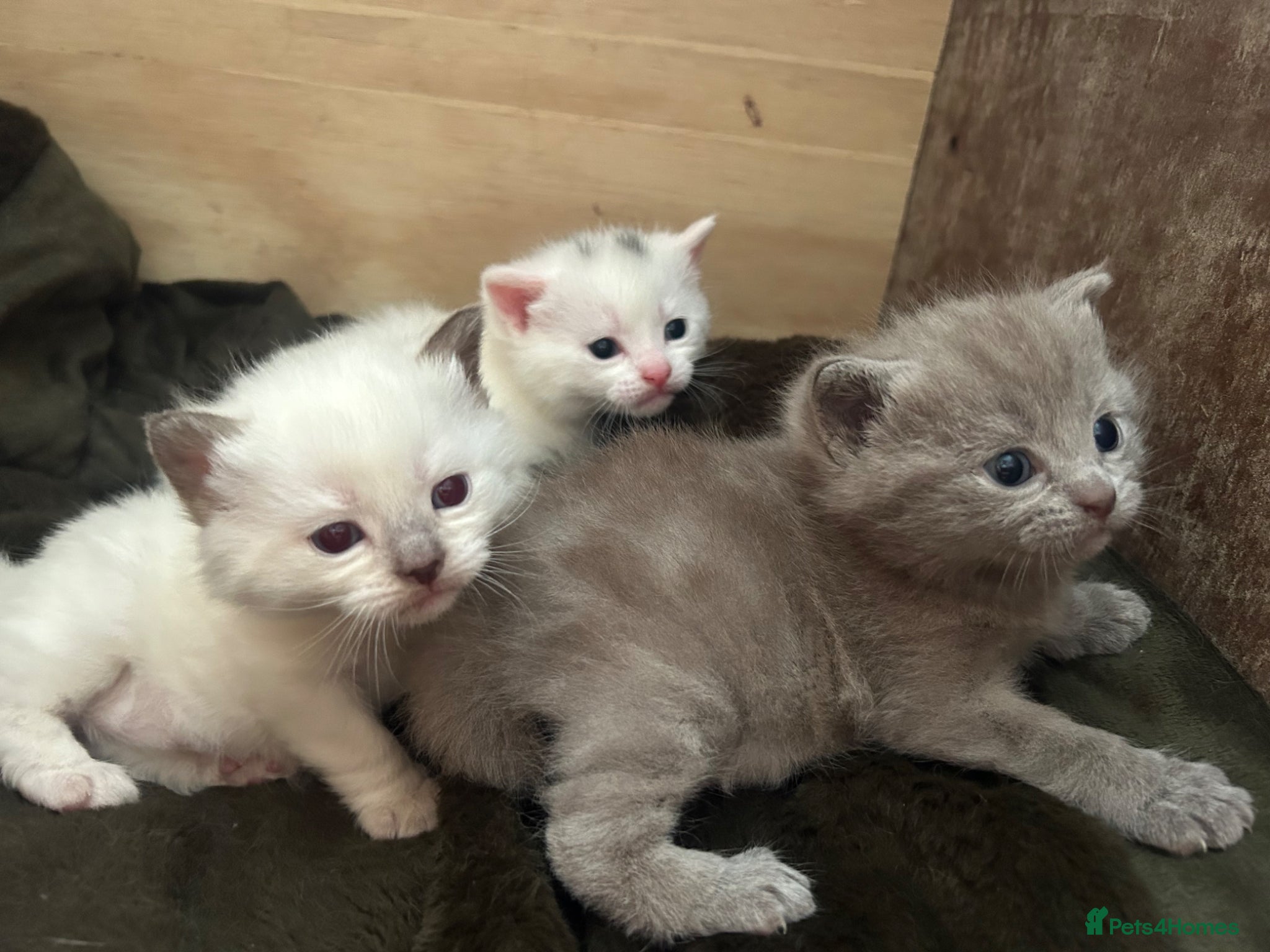 British Shorthair cats BRITISH SHORT HAIR X KITTENS  - Advert 1