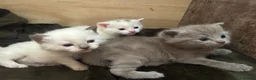 British Shorthair cats for sale: BRITISH SHORT HAIR X KITTENS  - Advert 1