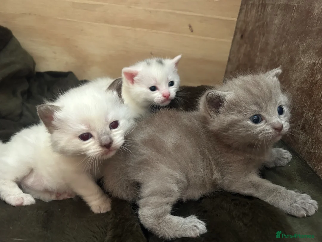 British Shorthair cats for sale: BRITISH SHORT HAIR X KITTENS  - Advert 1