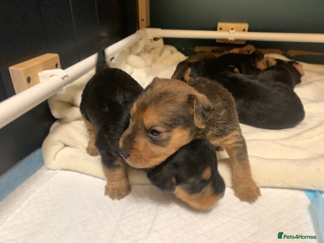 Lakeland Terrier dogs for sale: Lakeland Terrier pups - working style black & tan! - Image 13